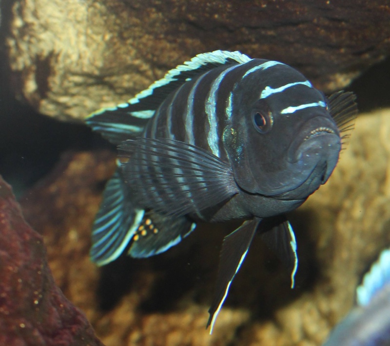 Cynotilapia zebroides 'Ndonga (Deep)'